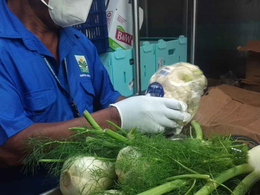 Inspecciones del MIDA en cruceros de Bocas del Toro.