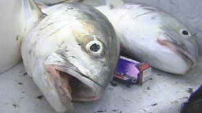 Secretos de la pesca deportiva