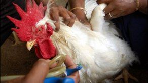 Cuba trabaja en vacuna recombinante contra la gripe aviar