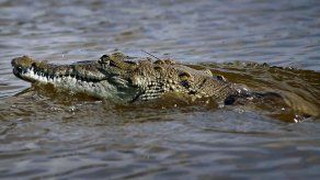 Caimán toca la puerta de una casa en Florida