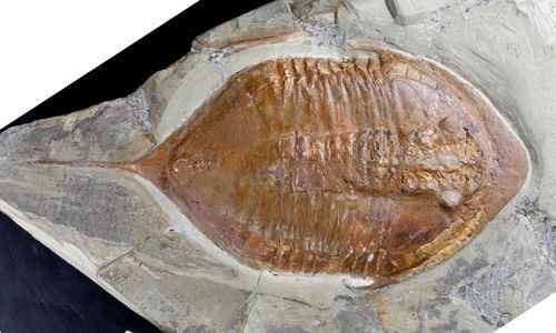 Hallan en Marruecos fósiles de trilobites con partes blandas y patas
