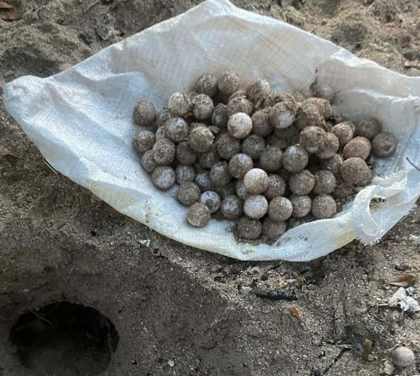 Huevos de tortuga Marina