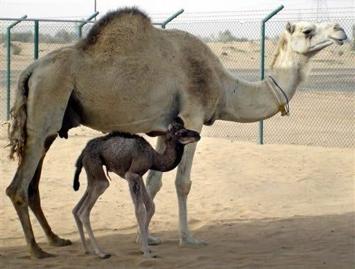 Dudan que camellos sean origen del coronavirus descubierto en humanos