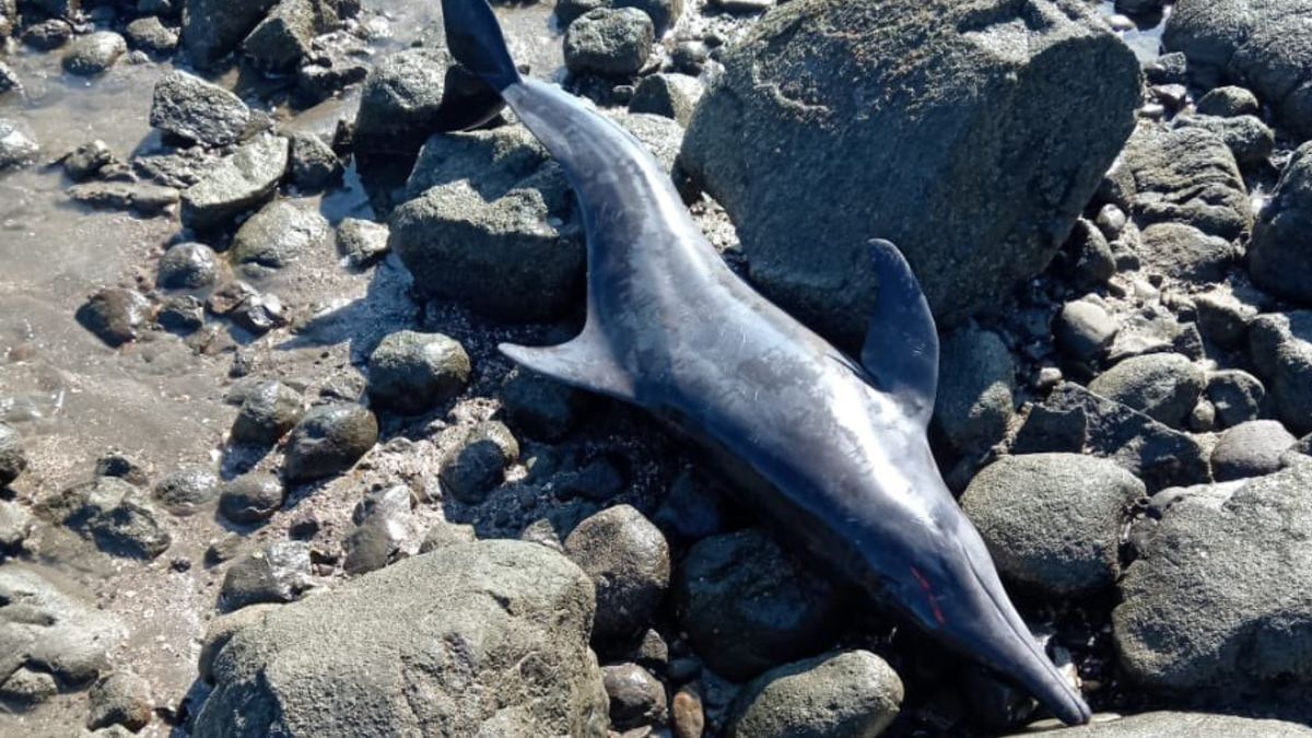 Cuatro delfines quedan varados en Playa La Candelaria en Los Santos. Cuatro delfines quedan varados en Playa La Candelaria en Los Santos.