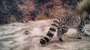 Captan las primeras imágenes del gato andino en su hábitat natural en Perú