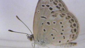 Descubren mutaciones en mariposas por radiación en Fukushima