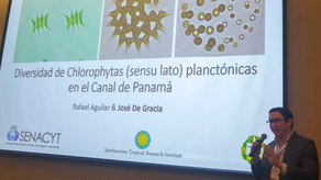 Científicos panameños identifican nuevas especies de plancton en el Canal de Panamá.