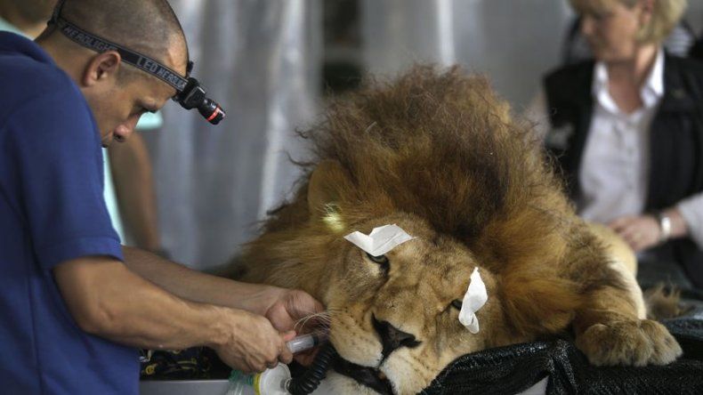 Curan dientes a leones maltratados en circos de Perú