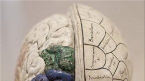 El cerebro agonizante exhibe actividad típica de percepción consciente