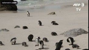 Los pingüinos africanos ya no tienen qué comer