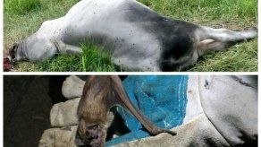 Reportan más de 40 casos de rabia paralítica bovina en Calobre Reportan más de 40 casos de rabia paralítica bovina en Calobre