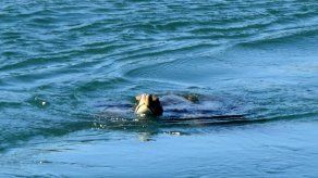 Tortugas marinas mexicanas encuentran un nuevo hogar en un río californiano
