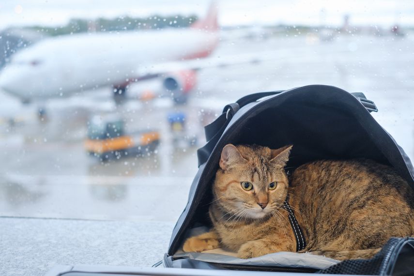 Las 5 mejores mochilas transportadoras para gatos