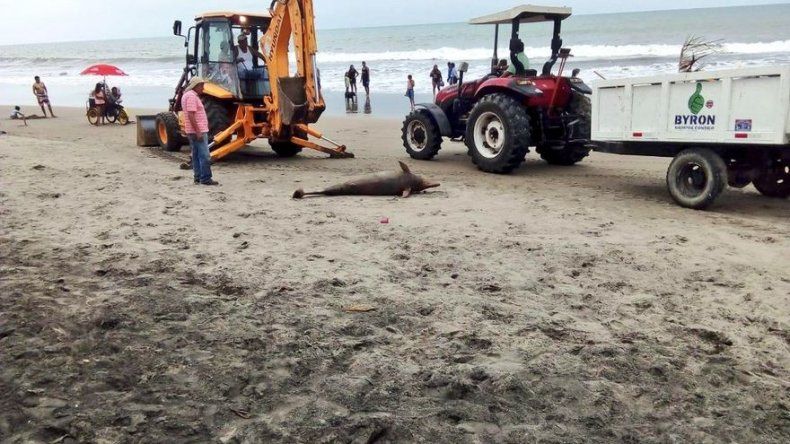 Un delfín adulto aparece muerto en las playas ecuatorianas de Esmeraldas