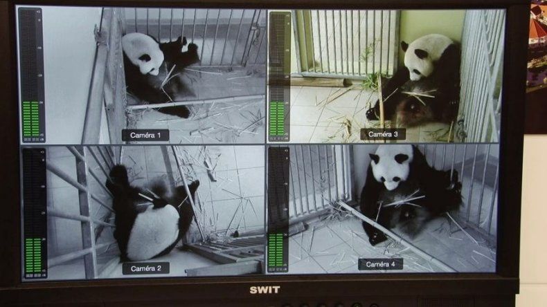 Francia espera el nacimiento de gemelos panda