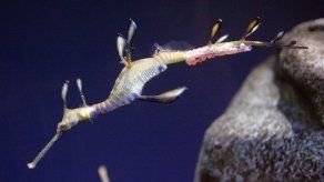Acuario en EU anuncia embarazo de dragón marino