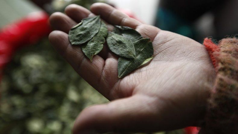 Evo Morales aboga por mascar coca para prevenir problemas dentales
