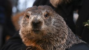 El pronóstico de 2020 de la marmota decía que la primavera se anticiparía.