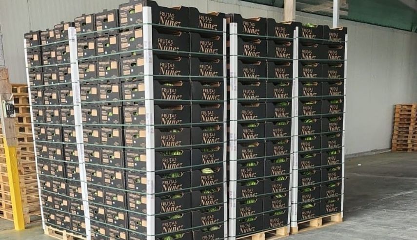 Empresa de Coclé exporta sandías con destino a mercados europeos