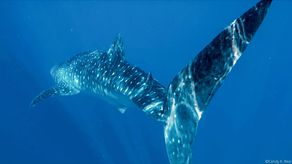 Estos resultados, publicados en Frontiers in Marine Science, sugieren que los tiburones ballena pueden viajar largas distancias y que las medidas de conservación transfronterizas.