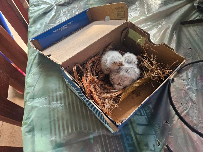 MiAmbiente los traslada a clínica de fauna silvestre