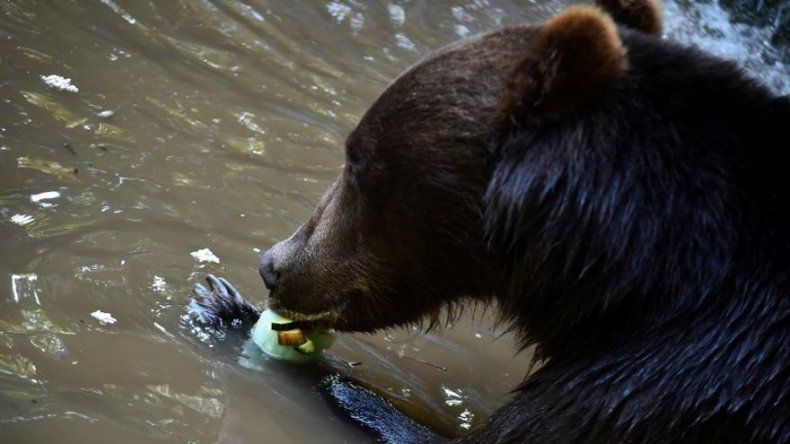 El oso pardo tiene hasta un 2,4 % de ADN del oso cavernario, ya extinguido