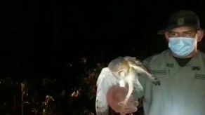 Animales en condiciones de peligro son rescatados por la Policía Nacional Animales en condiciones de peligro son rescatados por la Policía Nacional