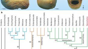 El antepasado del hombre tenía forma de saco y nueve orificios