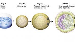 Los organoides cerebrales humanos fueron capaces de formar copas ópticas, que aparecieron a los 30 días.