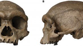 El cráneo de Harbin se descubrió en la década de 1930 en la ciudad homónima.