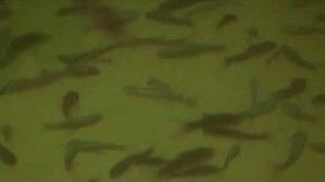 Peces garra rufa, podólogos naturales