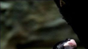 Trepar o andar no supone diferencia para pequeños primates