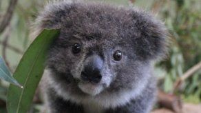 Logran secuenciar el genoma del koala