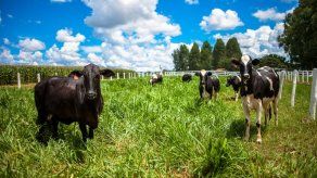 El antiguo ganado africano fue domesticado en el creciente fértil