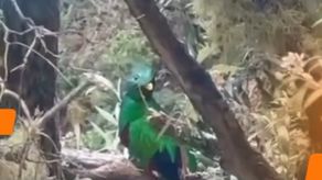 Panamá inicia participación en el Global Big Day desde el Volcán Barú.