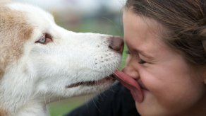 ¿Por qué lamen los perros?