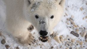 El oso polar figura como “amenazado” en la lista de especies en peligro.