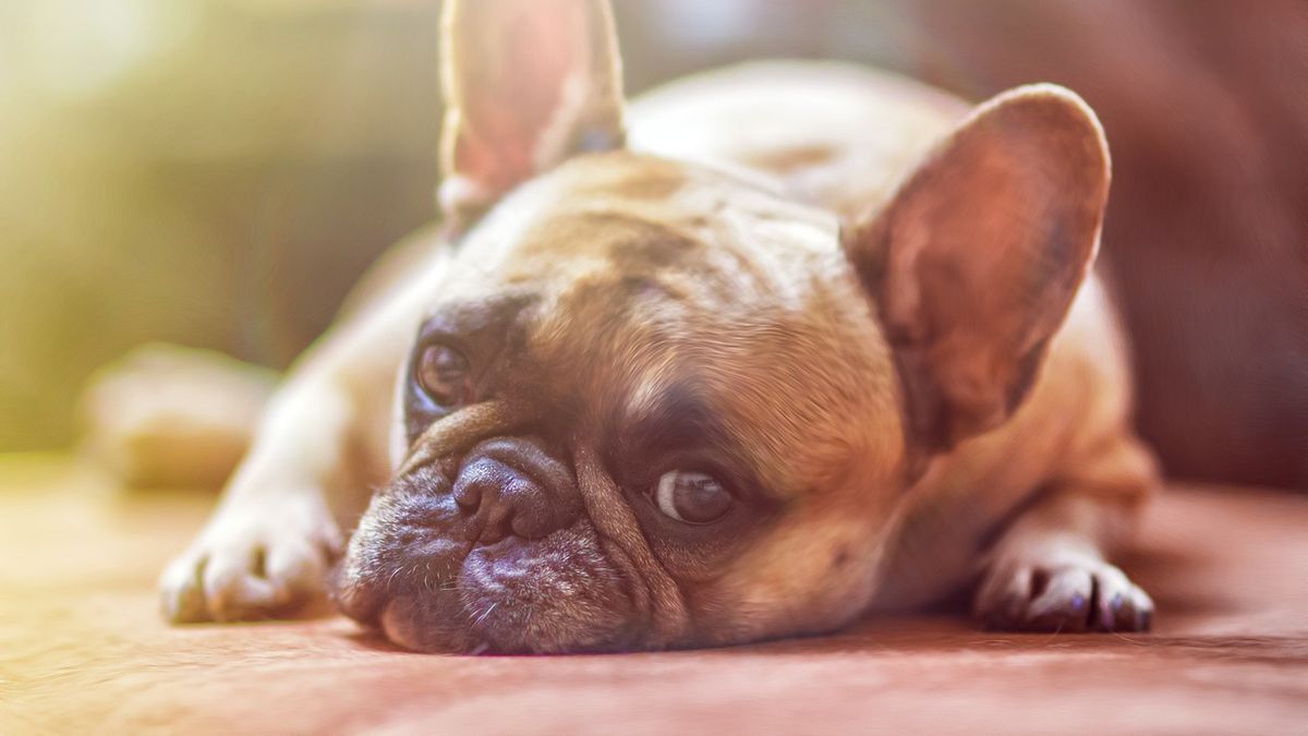 Síntomas De Que Mi Perro Tiene Cáncer