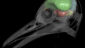 Una investigación aporta nuevas pistas sobre el origen de las aves