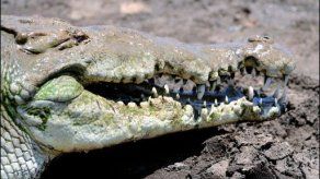 Safari en C. Rica permite ver a cocodrilos en su hábitat