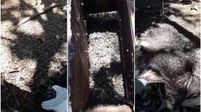 Millones de abejas de apiario de la UP en Chiriquí murieron por fumigación aérea