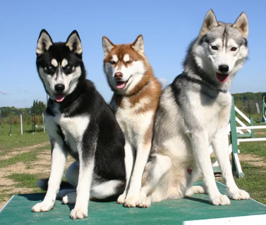 Perros siberianos de hace miles de años dependían de los humanos para alimentarse