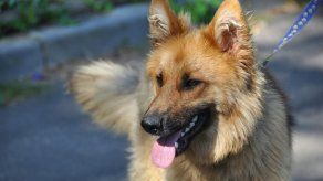 7 consejos esenciales para un paseo perfecto con tu perro
