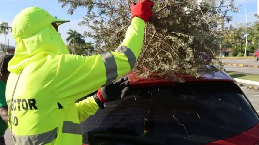 Árbol natural de Navidad.