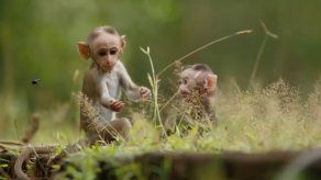 El reino de los monos