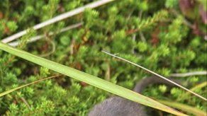 Una rata obliga a un avión de Air India a dar media vuelta