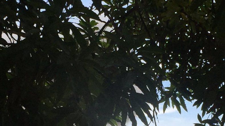 Incendio en la empresa Molpasa ubicada en Las Mañanitas fue controlado