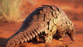 El comercio internacional de pangolín queda prohibido