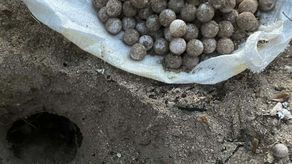 Huevos de tortuga Marina