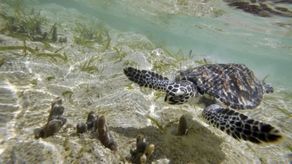 MiAmbiente confirma primer registro de anidación de tortuga carey,